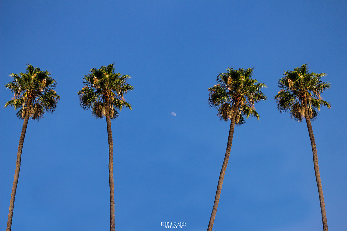 都市中的绿肺 · 林肯公园的艺术与自然-7