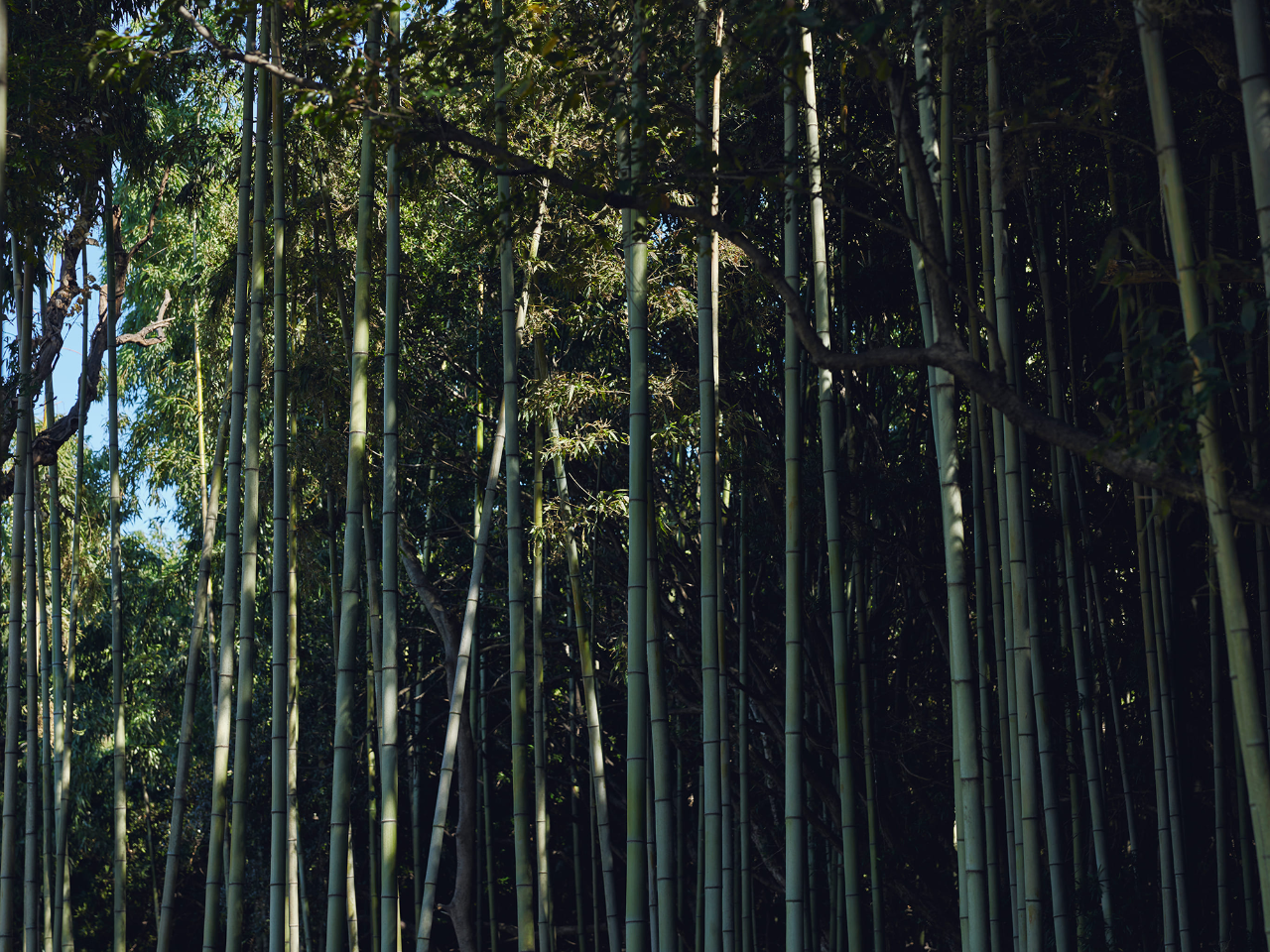 本岛避难所丨日本丨Makoto Yamaguchi-93