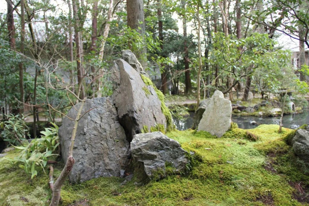 禅意花园里植物的那些事-174