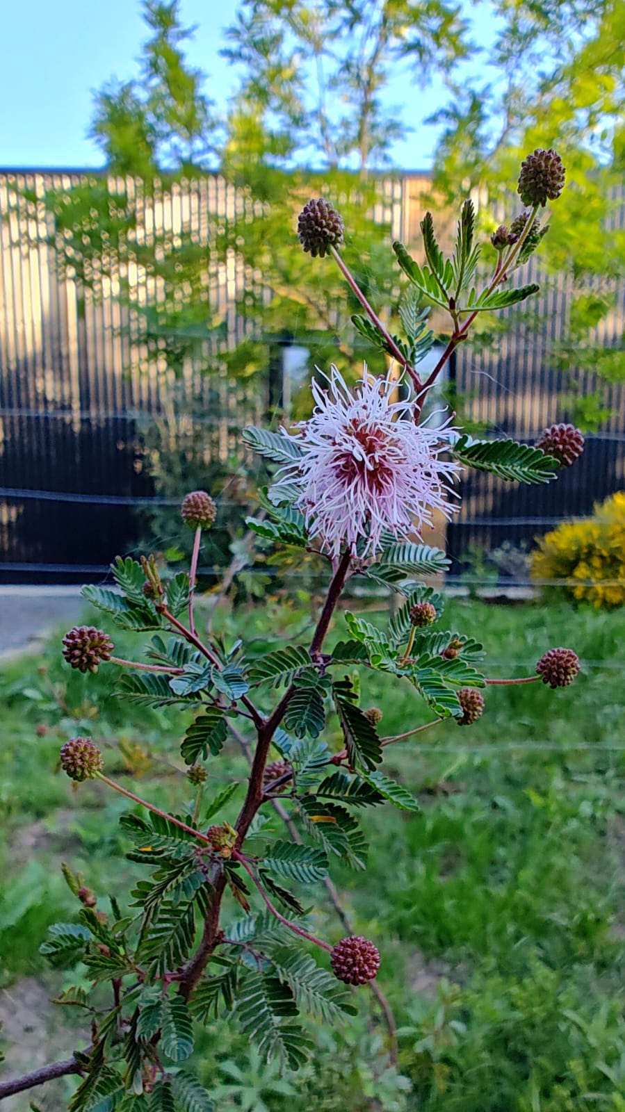 Las Magnolias  Chascomus 景观设计丨阿根廷布宜诺斯艾利斯-18