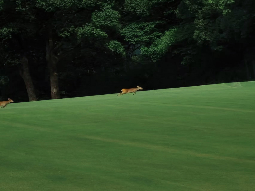 西湖高尔夫丨中国杭州丨NCD Studio 玖鹿设计-85