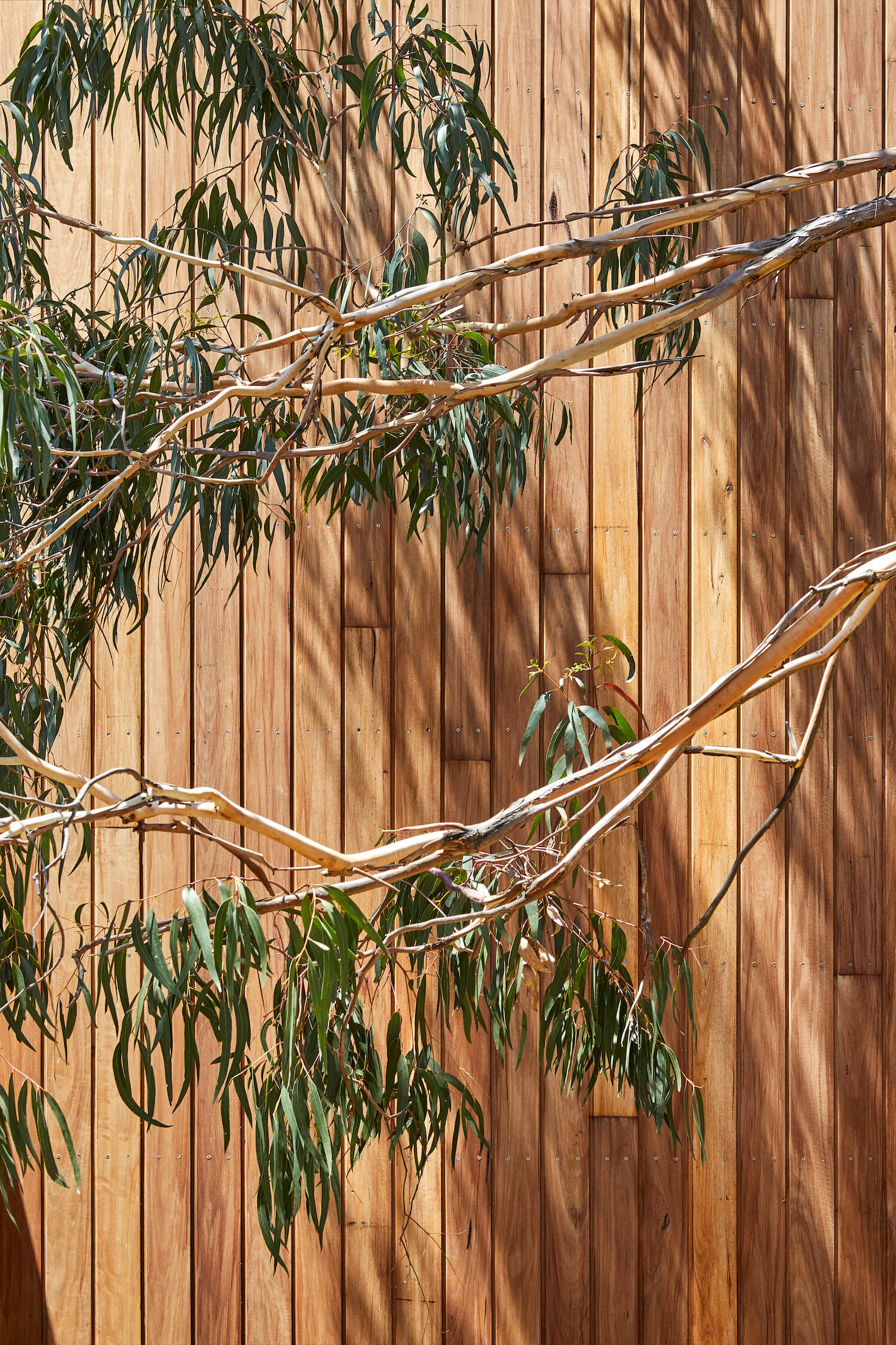 海德豪斯丨澳大利亚丨MRTN Architects-44