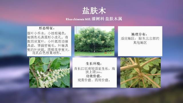 秋凌景观陪伴你学习的第3128天-19