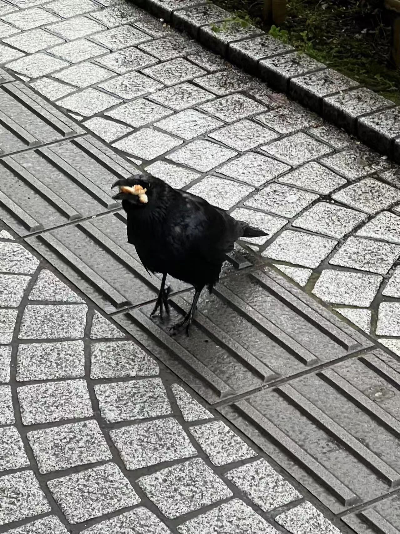 谷口吉郎·吉生纪念 金泽建筑馆丨日本丨谷口吉生-325