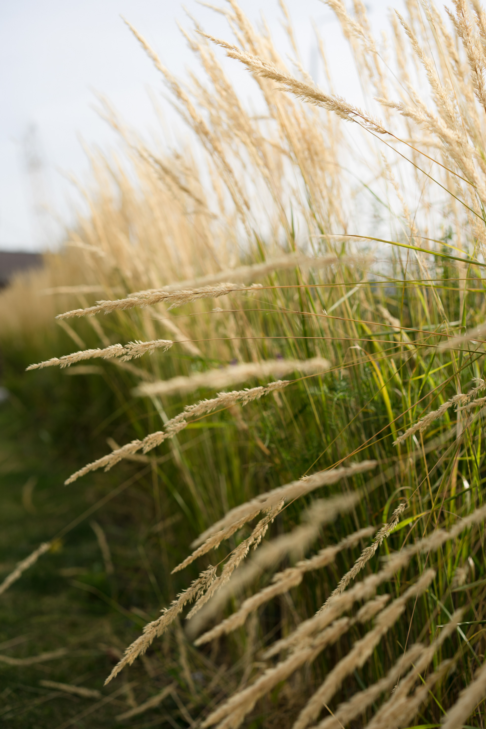 ЖК "Фаворит" 小区景观设计丨俄罗斯奔萨-1