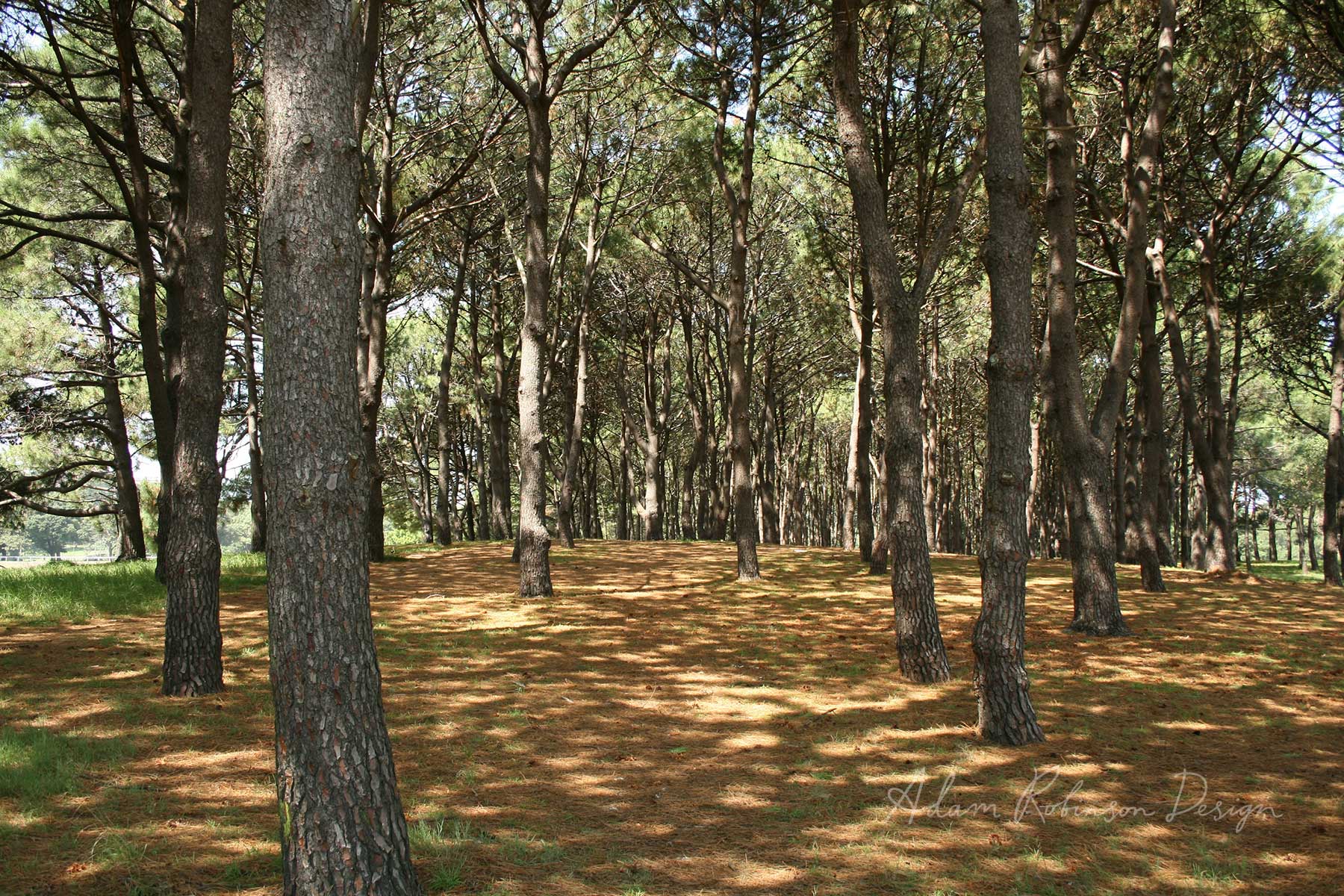 Nurture Your Nature — Adam Robinson Design-8