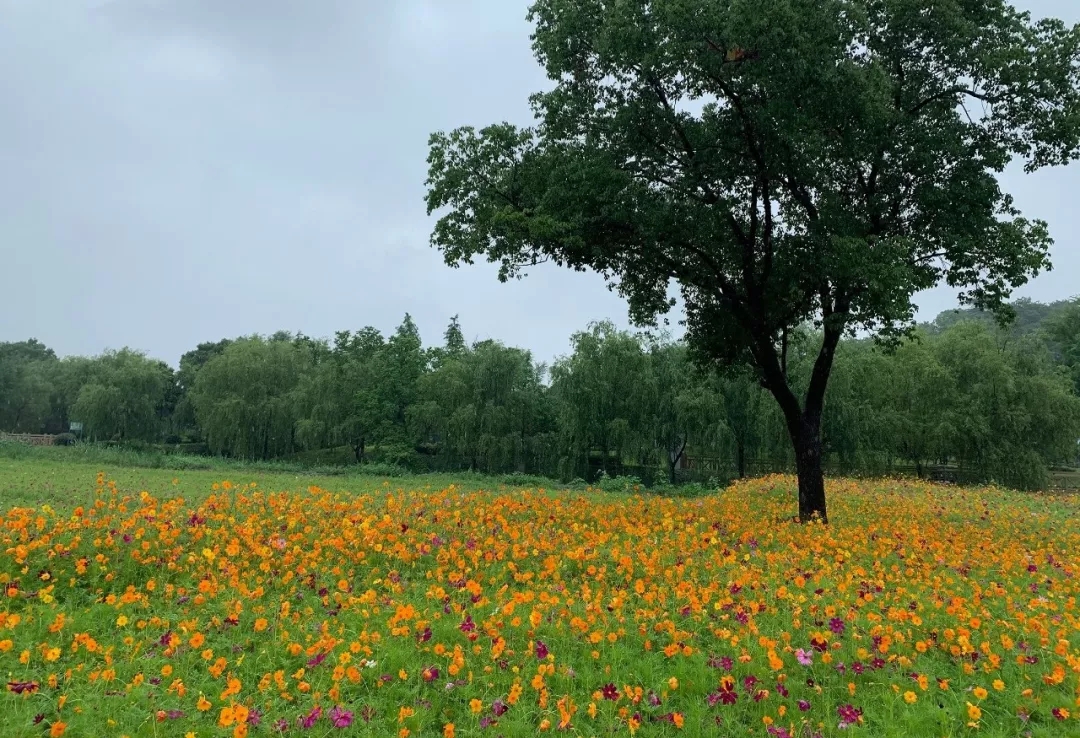 宁波奥克斯 · 繁花里示范区景观-7