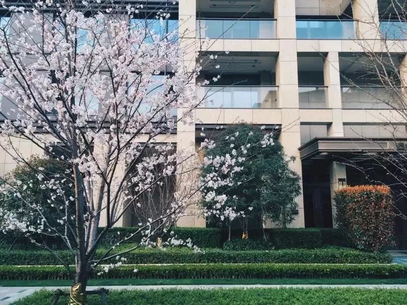 用植物营造空间氛围丨艺汉卿-14