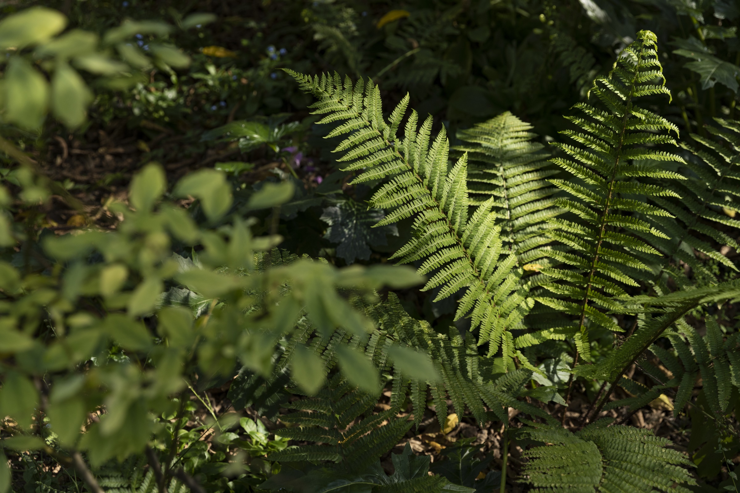 墨西哥森林花园-44