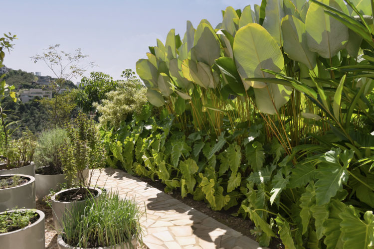 Jardim tropical e integrado à arquitetura em casa mineira - Conexão Decór-7