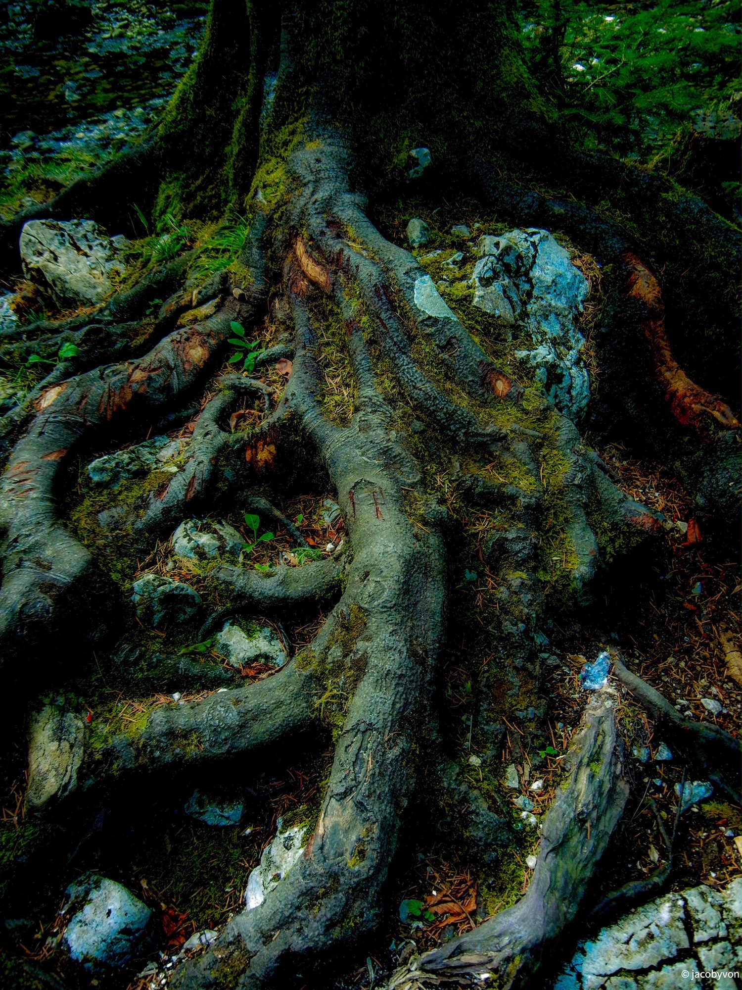 世界上的树木丨Sylvie D.-189