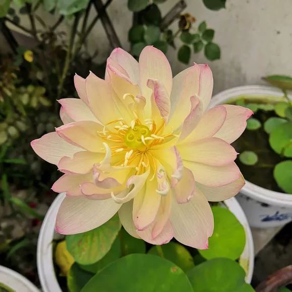 大叔也爱养花，3天造出个小花园，一分钱没花！-78