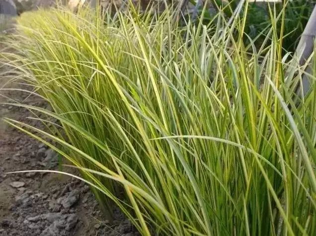 花境设计常用 60 种植物，让花园变得绚丽多彩-123