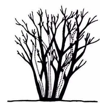 春季花园维护攻略,打造美丽庭院-10