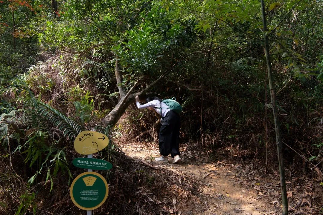 未名新作|山野有乾坤都市藏鲲鹏-深圳山海连城计划罗湖区东湖公园郊野径-莲塘口岸线-155