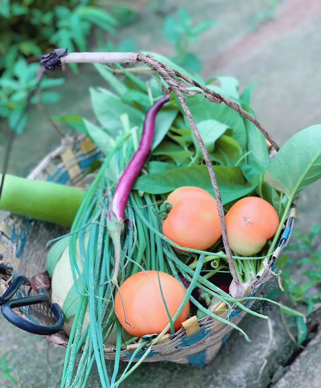 山高水长,农庄诗意的栖居-5