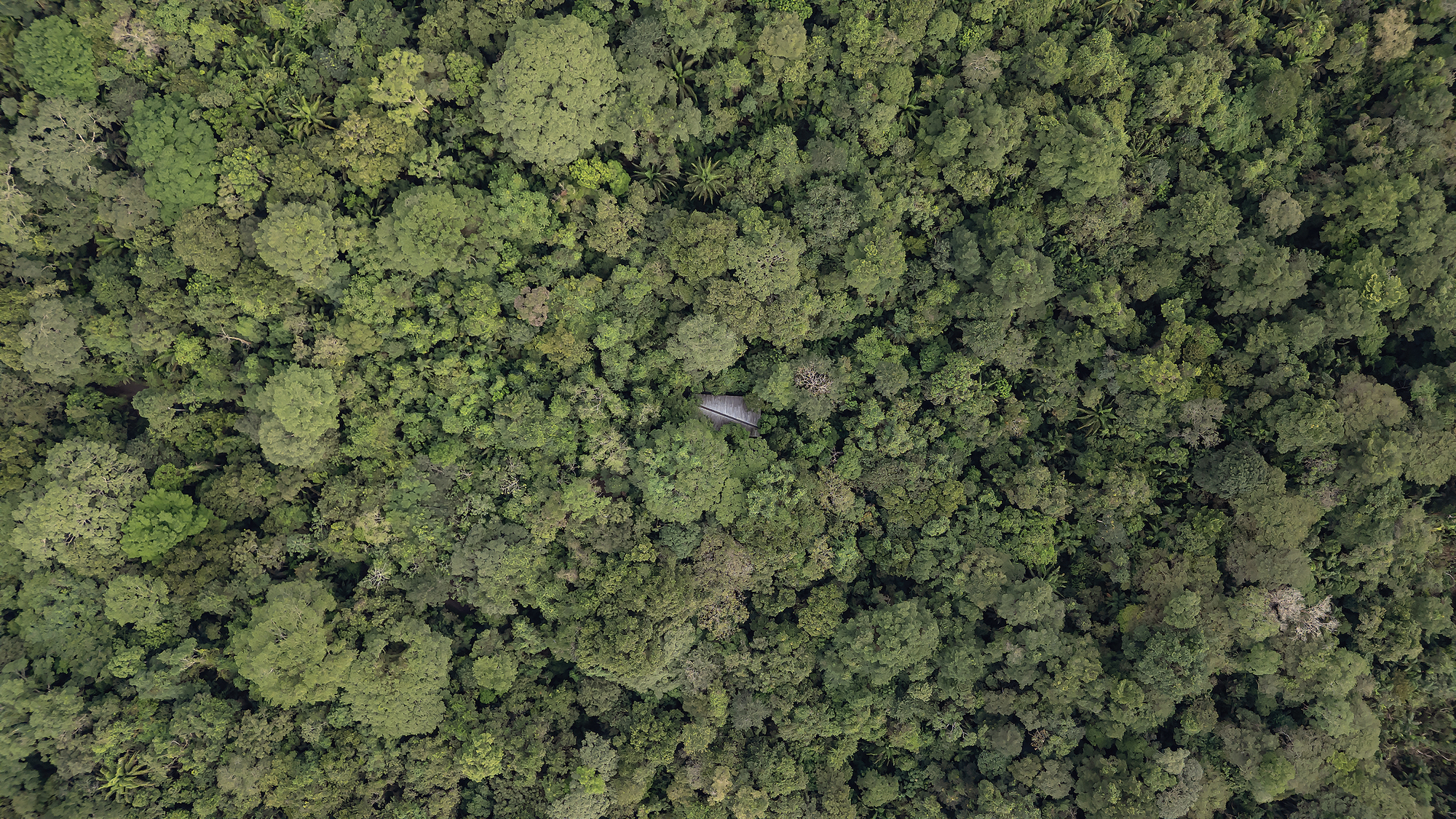 Refuge in the Rainforest - Tour Guide Training Center / Héctor Ayarza + Estudio Garúa-23