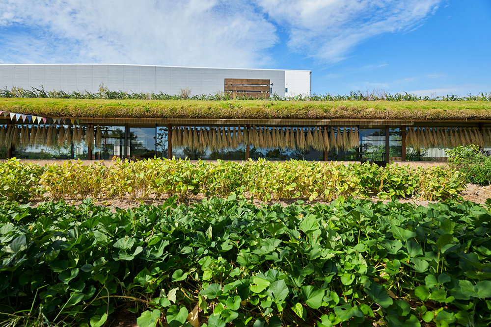 Laboratory Under The Crop Field-1