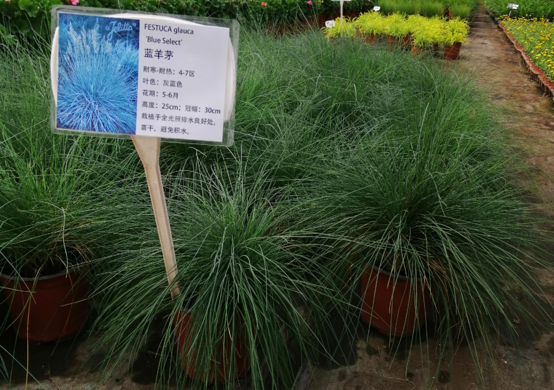 夏日花园养护攻略,打造梦想花园-67