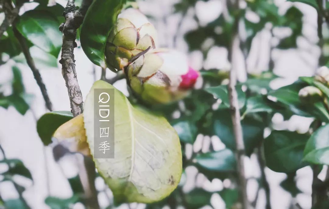 春风十里,赏鉴各地居住区春日美景-3