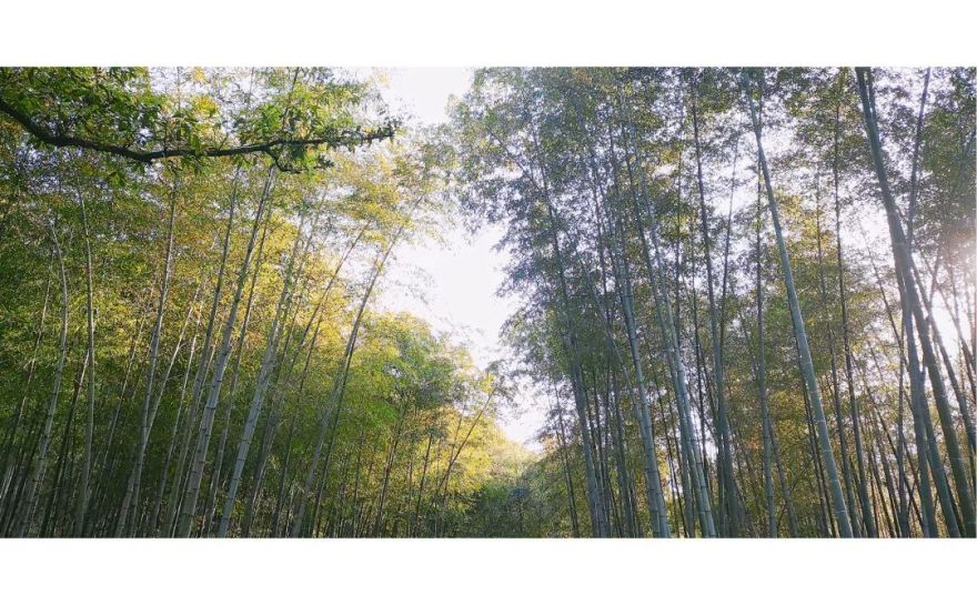 力设计踏青活动 | 趣味无穷的团建时光-16