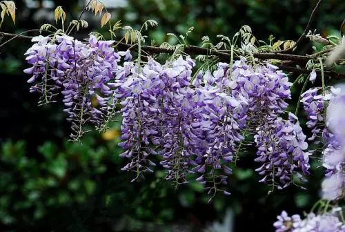 四季花开不间断的阳台打造指南-42