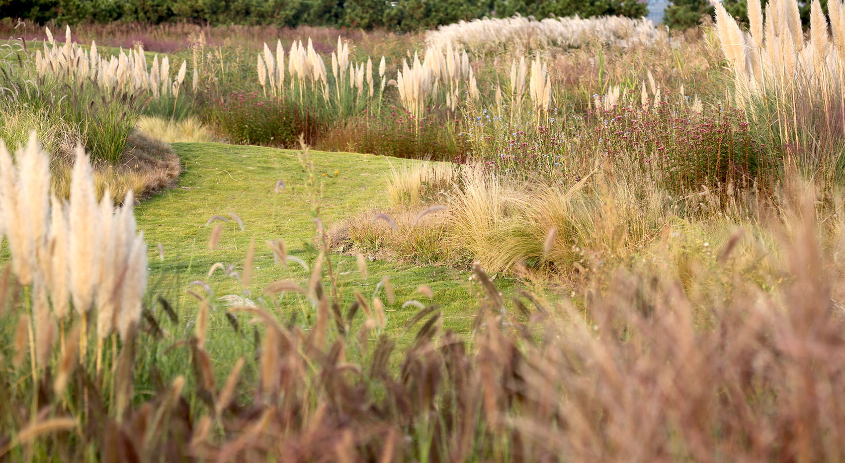 多岛海野草公园丨中国日照丨孔祥伟工作室-146