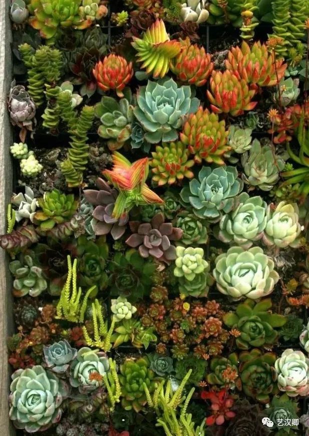 创意多肉墙 | 绿色装饰的艺术魅力-11