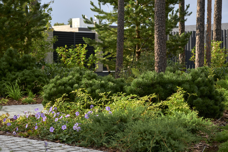 茉莉藓丨俄罗斯丨«ХВОЯ ландшафтное строительство»-3