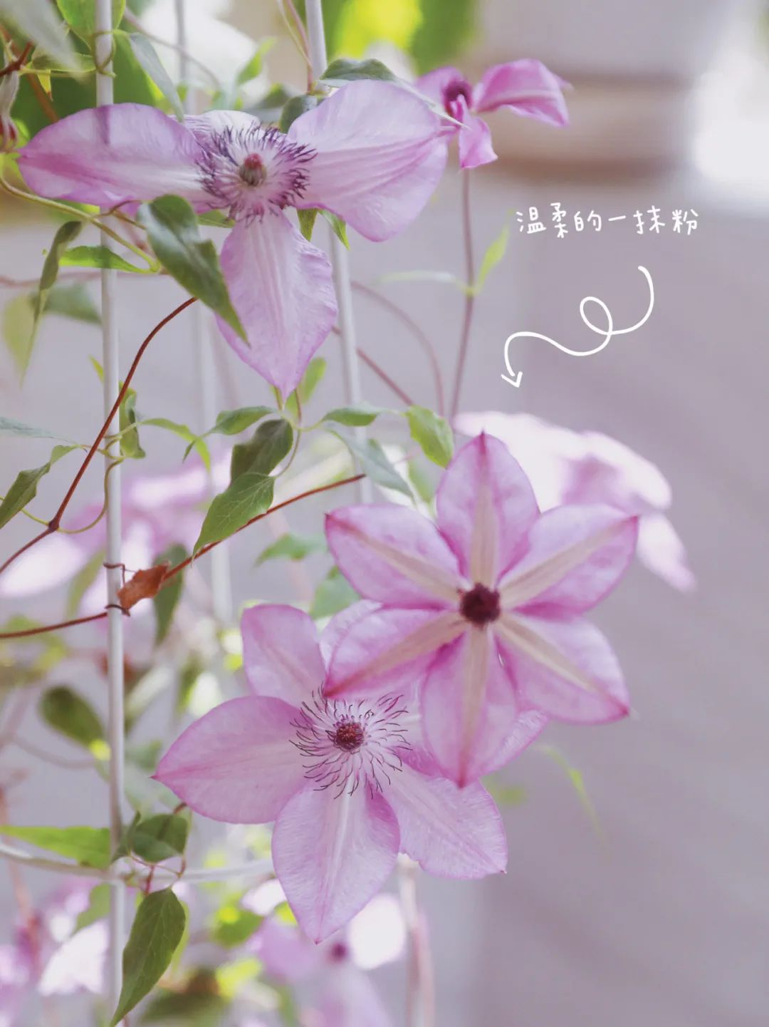 5㎡小阳台，打造治愈系小花园-64