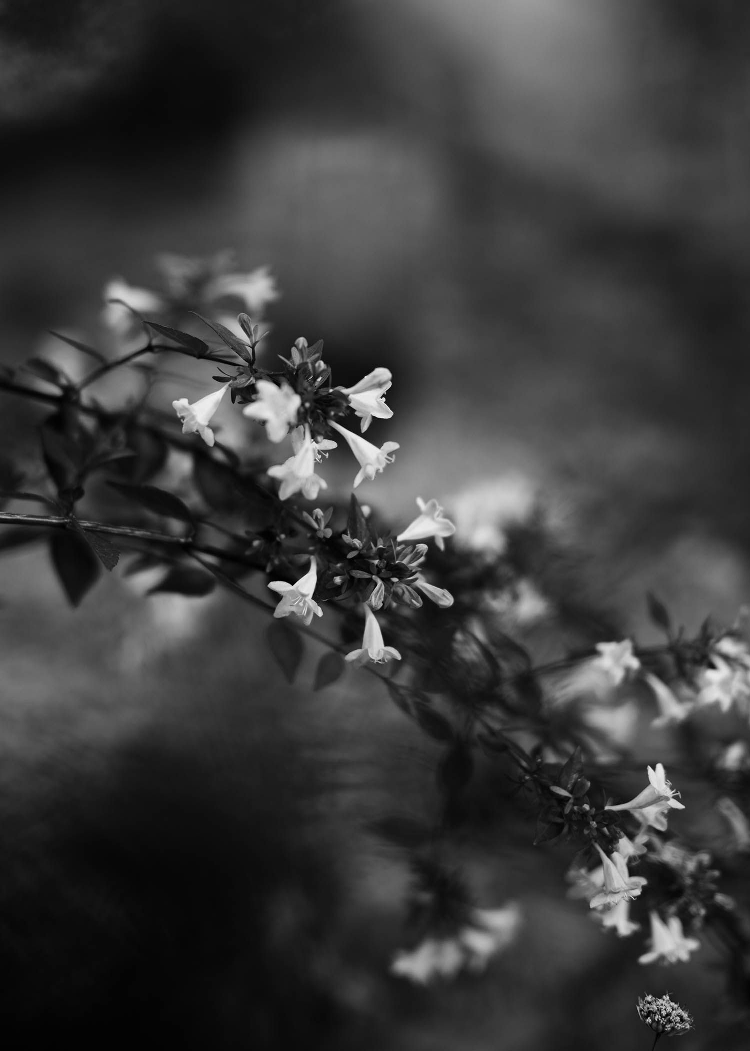 7000 Oaks 与城市生态共生的艺术设计-35