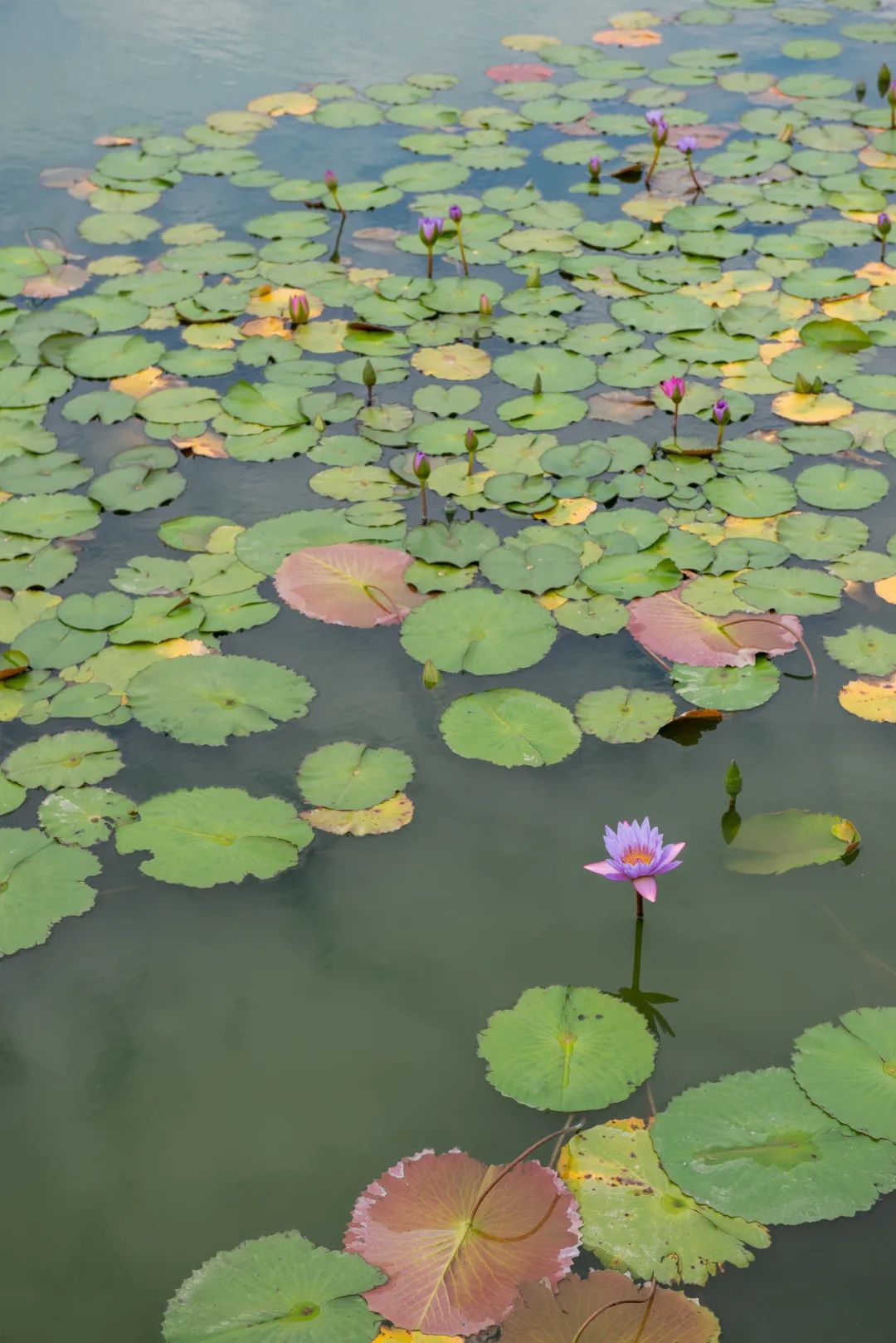 六百年岭南古村，如何振兴？丨广州花都港头村改造提升-71