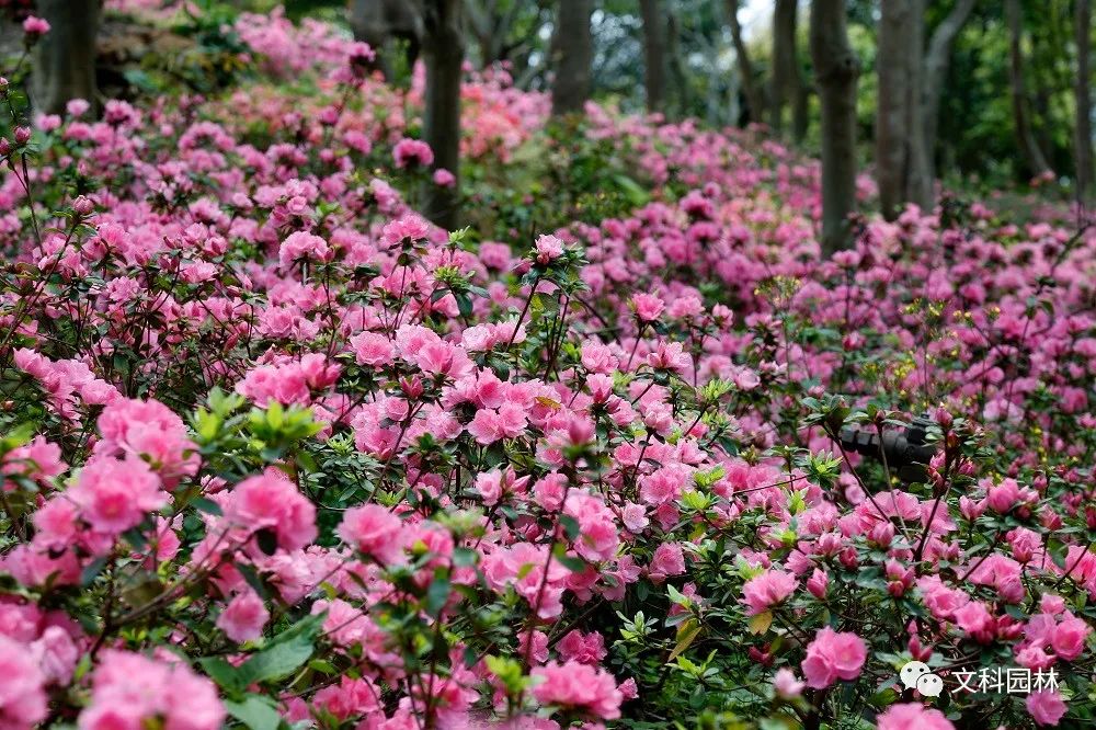 深圳市梧桐山第六届毛棉杜鹃花会景观设计丨中国深圳丨文科园林-40