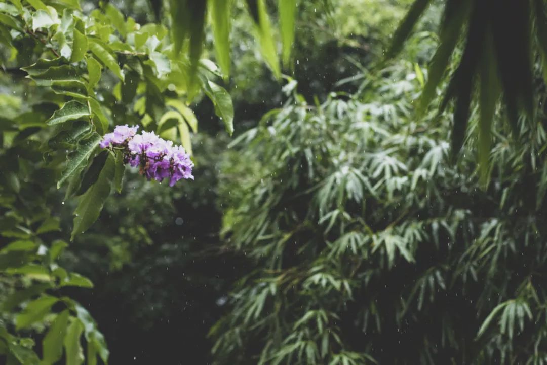 春雨中的紫禁城 | 历史与设计的完美碰撞-53