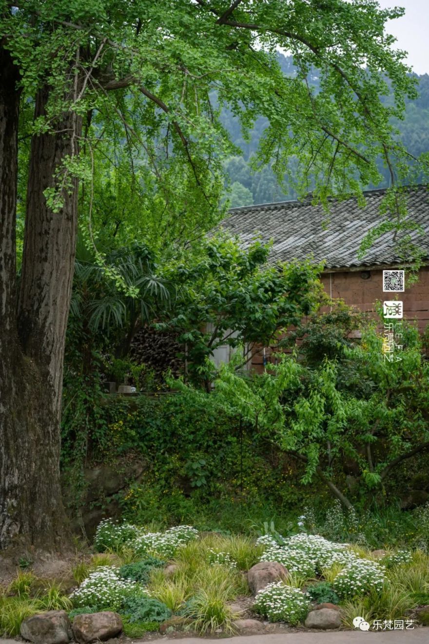 丹棱春色 · 古韵新颜,漫山幸福花开丨中国眉山丨乐梵-10