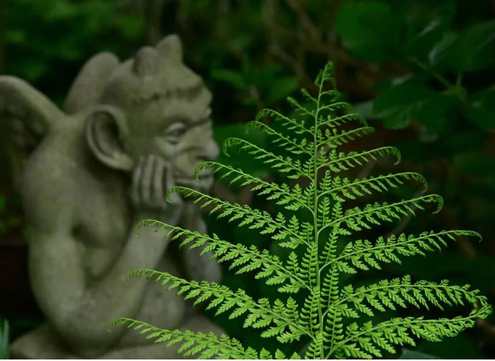 25年前的自制老花园，原来还可以这么美-31