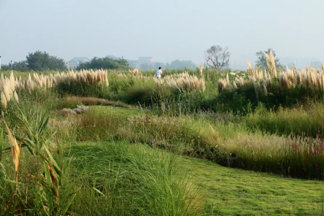 日照多岛海野草公园营造丨中国日照-20