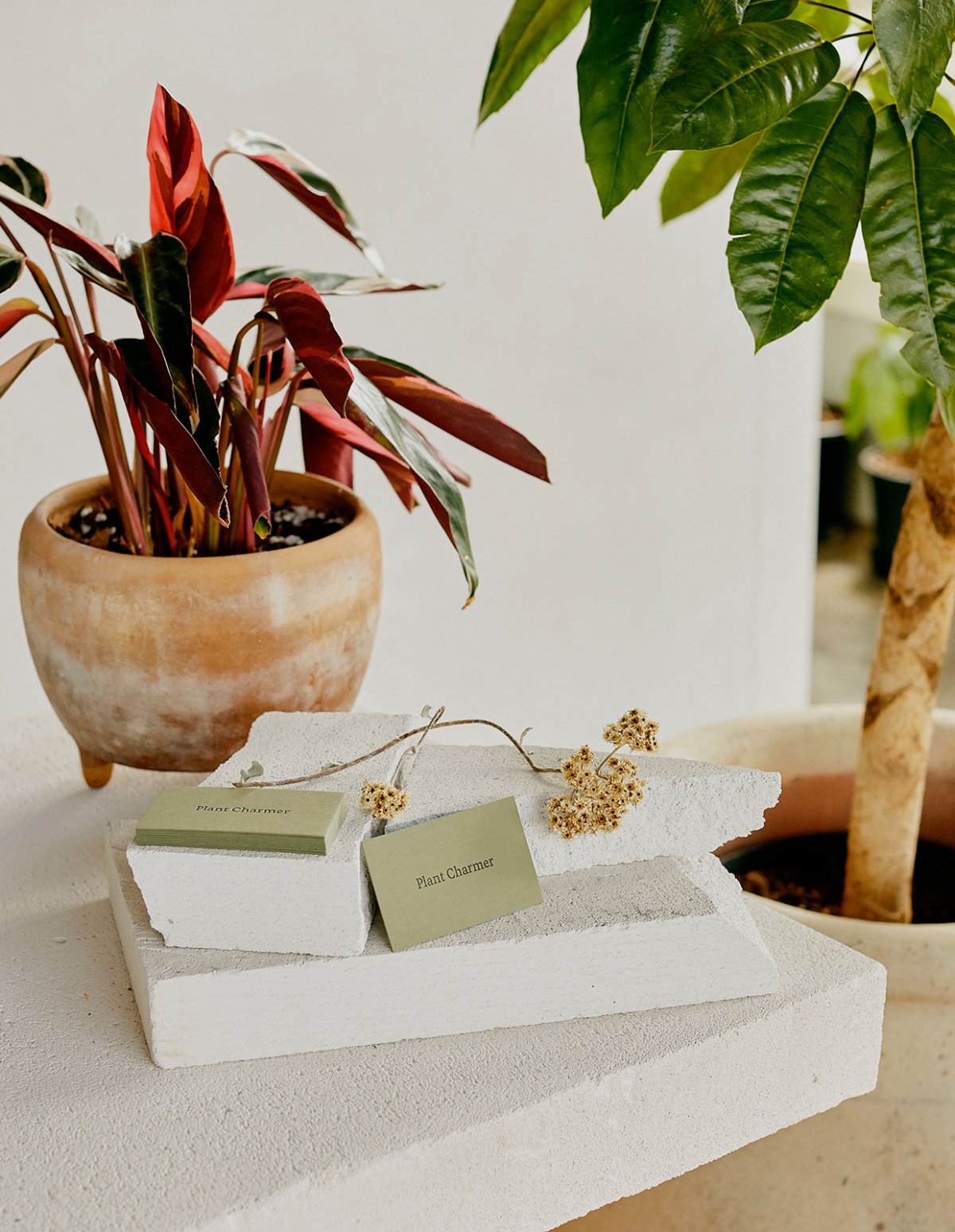 Plant Charmer 零售空间设计-11