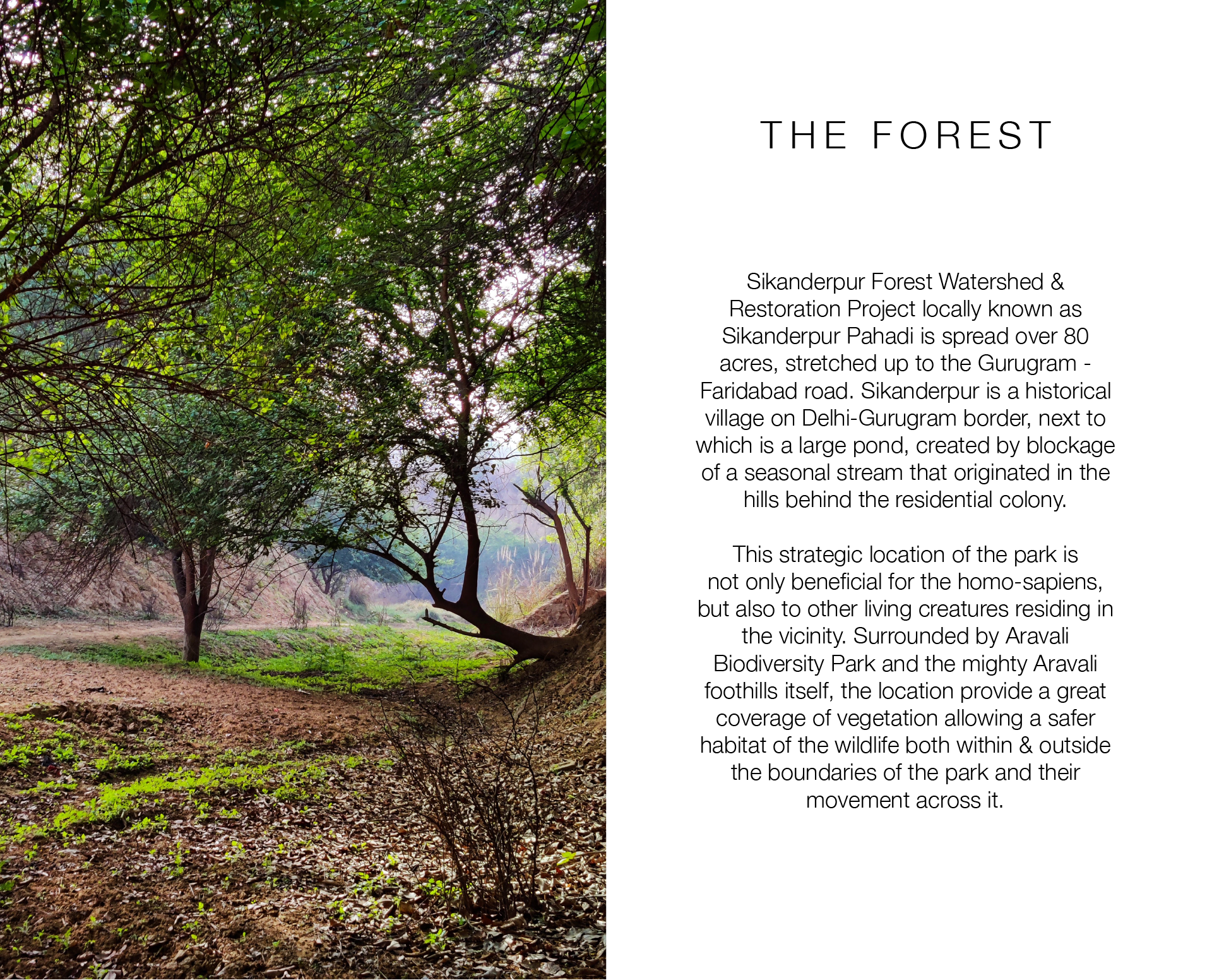 Wayfinding & Signage for Forest Park-3