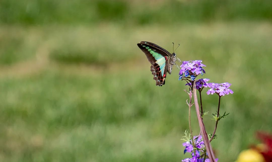 上海交通大学徐汇校区华山路入口景观提升设计丨中国上海丨上海亦境建筑景观有限公司,上海交通大学设计学院风景园林研究所-72