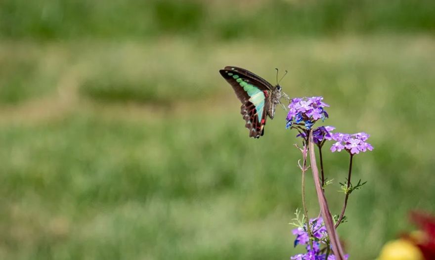 上海交通大学徐汇校区华山路入口景观提升设计丨中国上海丨上海亦境建筑景观有限公司,上海交通大学设计学院风景园林研究所-72