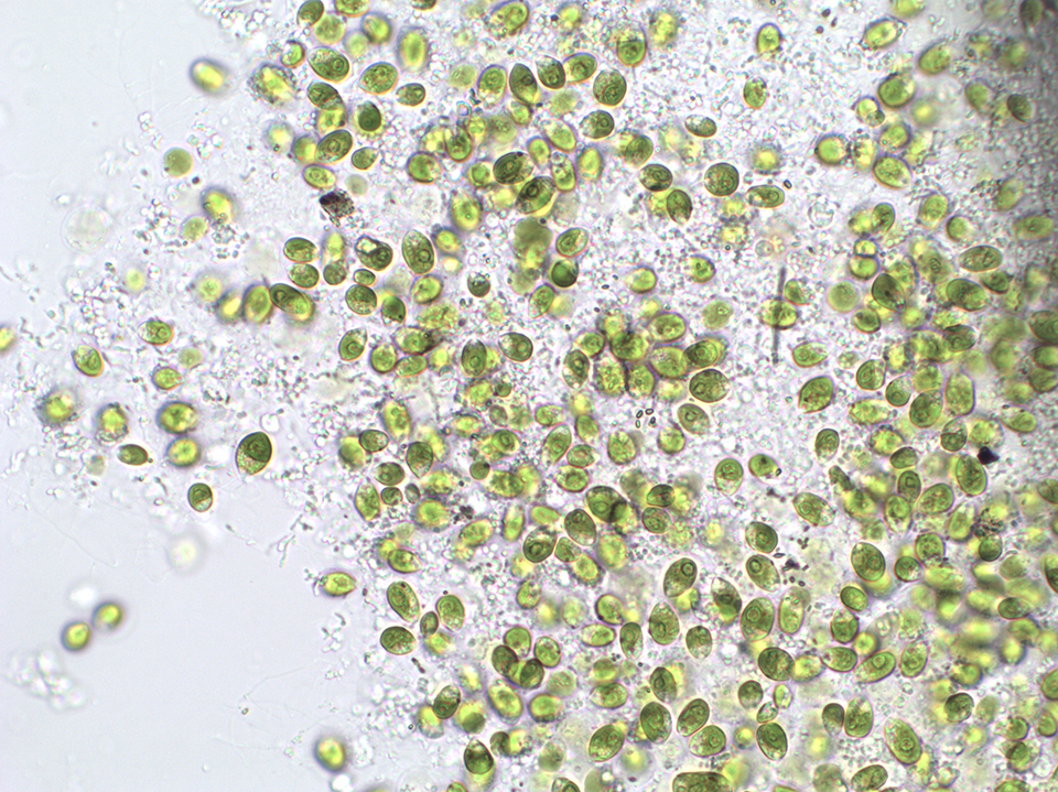 “AirBubble”空气净化游乐场丨波兰华沙丨ecoLogicStudio-63