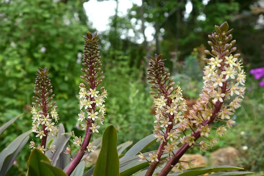25年前的自制老花园，原来还可以这么美-28