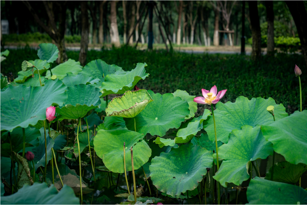 夏至·赏荷·生态修复丨中国上海丨上海亦境-16