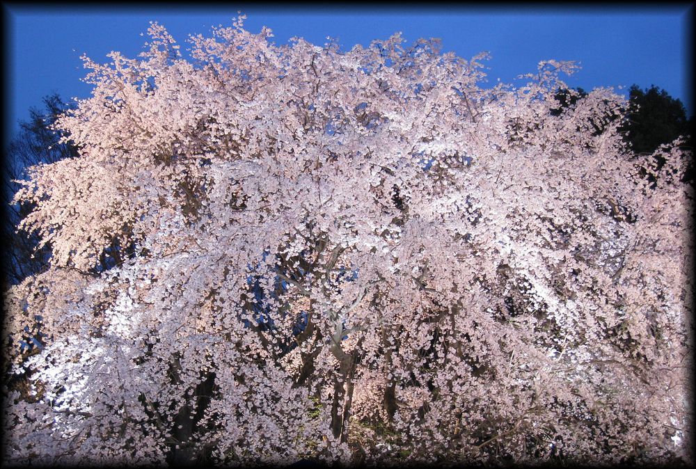 六义园丨日本京都-41