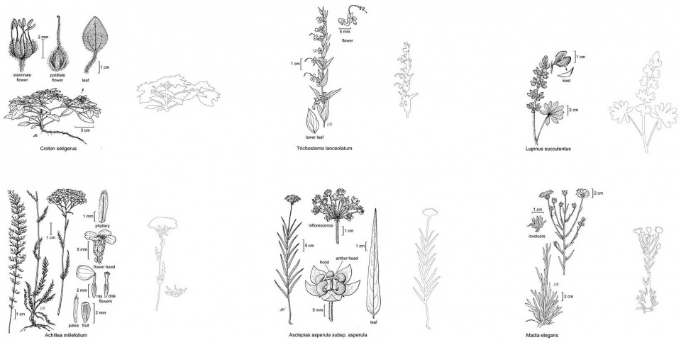 种子银行 | 活体墙的新方法,美国加州 / Miridae-44