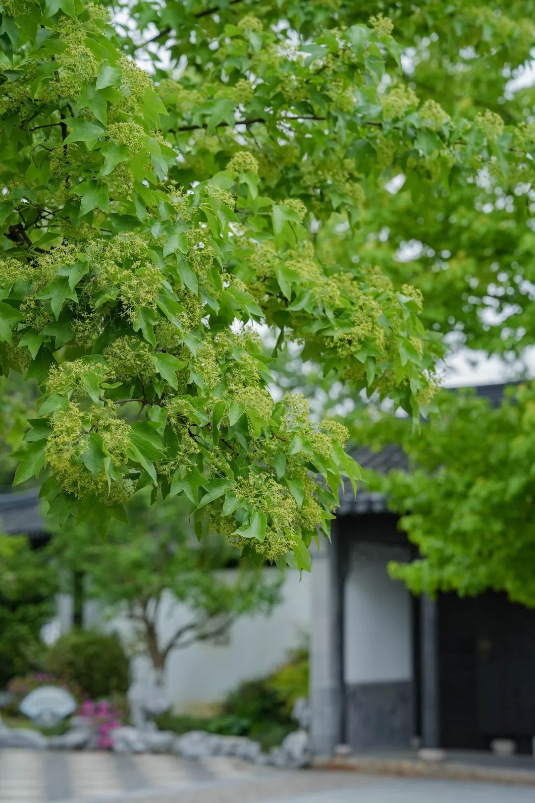 苏州园林景观植物设计丨中国苏州丨苏州研究所-207