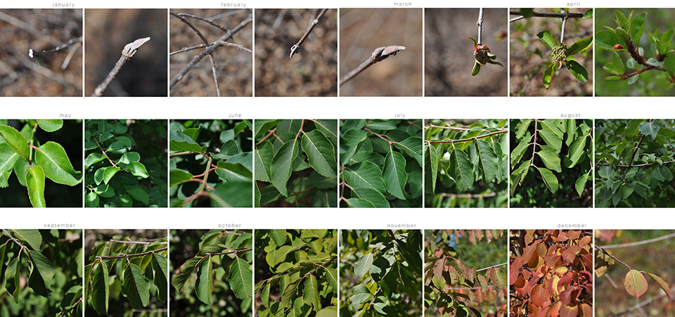 物候学项目 · 植物季相研究-67