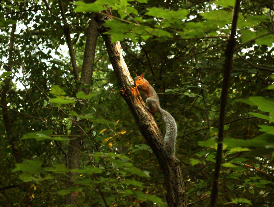 纽约地铁及中央公园景观设计丨美国纽约-8