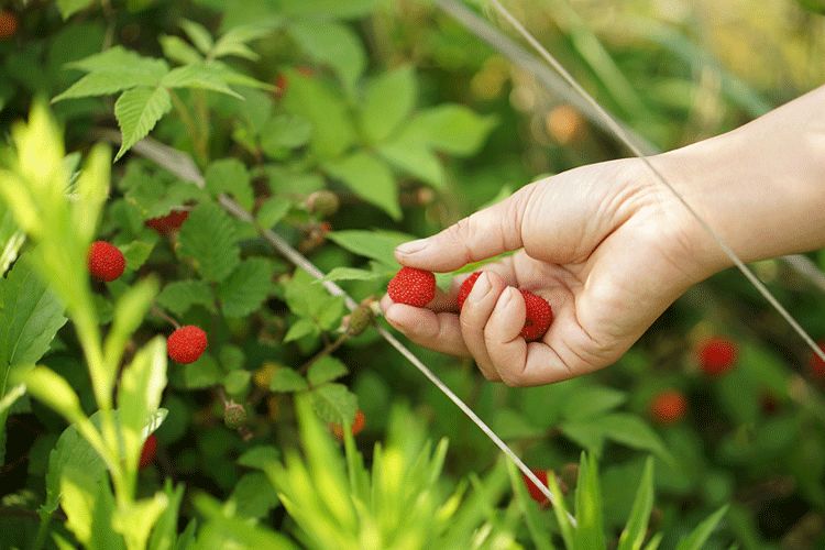 辞去工作，历时7个月，他们过上了有院子，有诗和远方的生活-79